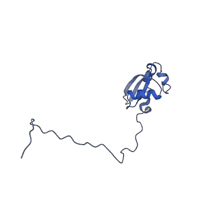 3151_5apo_X_v1-4
Structure of the yeast 60S ribosomal subunit in complex with Arx1, Alb1 and C-terminally tagged Rei1