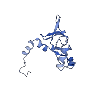 3151_5apo_Y_v1-4
Structure of the yeast 60S ribosomal subunit in complex with Arx1, Alb1 and C-terminally tagged Rei1