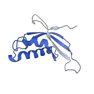 3151_5apo_d_v1-4
Structure of the yeast 60S ribosomal subunit in complex with Arx1, Alb1 and C-terminally tagged Rei1