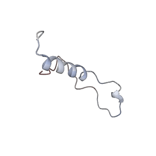 3151_5apo_l_v1-4
Structure of the yeast 60S ribosomal subunit in complex with Arx1, Alb1 and C-terminally tagged Rei1