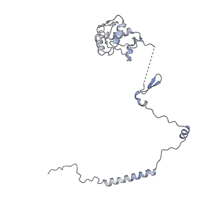 3151_5apo_y_v1-4
Structure of the yeast 60S ribosomal subunit in complex with Arx1, Alb1 and C-terminally tagged Rei1