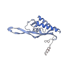 3152_5apn_P_v1-4
Structure of the yeast 60S ribosomal subunit in complex with Arx1, Alb1 and N-terminally tagged Rei1