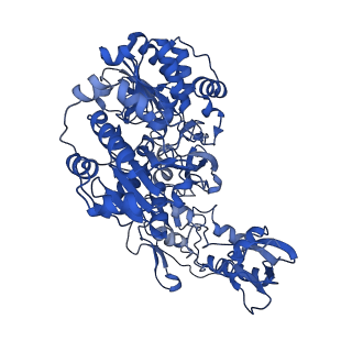11879_7arc_G_v1-0
Cryo-EM structure of Polytomella Complex-I (peripheral arm)