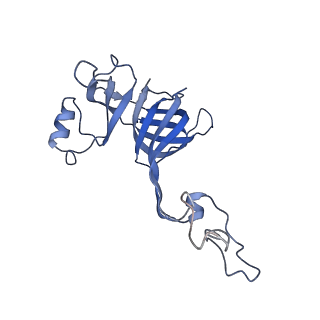 11889_7as8_F_v1-1
Bacillus subtilis ribosome quality control complex state B. Ribosomal 50S subunit with P-tRNA, RqcH, and RqcP/YabO