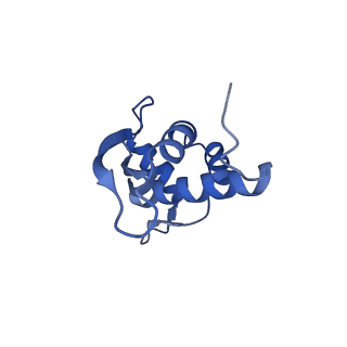 11889_7as8_R_v1-1
Bacillus subtilis ribosome quality control complex state B. Ribosomal 50S subunit with P-tRNA, RqcH, and RqcP/YabO