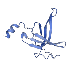 11889_7as8_T_v1-1
Bacillus subtilis ribosome quality control complex state B. Ribosomal 50S subunit with P-tRNA, RqcH, and RqcP/YabO
