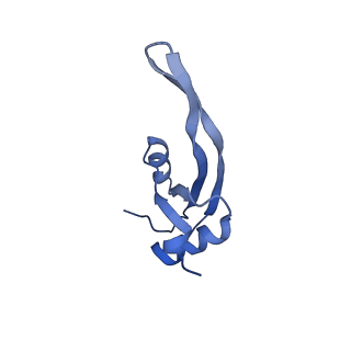 11889_7as8_X_v1-1
Bacillus subtilis ribosome quality control complex state B. Ribosomal 50S subunit with P-tRNA, RqcH, and RqcP/YabO