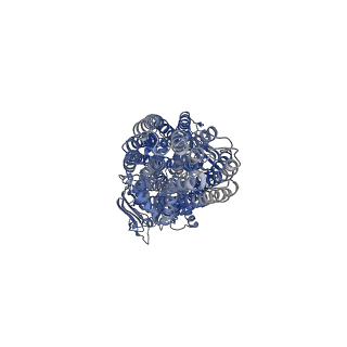 15687_8avy_A_v1-1
The ABCB1 L335C mutant (mABCB1) in the Apo state