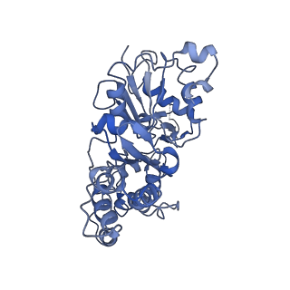 7007_6av9_A_v1-2
CryoEM structure of Mical Oxidized Actin (Class 1)