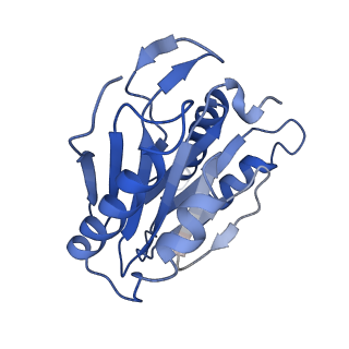 15767_8azk_X_v1-0
Bovine 20S proteasome, untreated