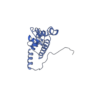 7024_6az1_D_v1-1
Cryo-EM structure of the small subunit of Leishmania ribosome bound to paromomycin