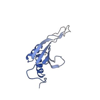 7024_6az1_O_v1-1
Cryo-EM structure of the small subunit of Leishmania ribosome bound to paromomycin