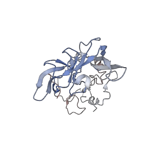 7025_6az3_A_v1-1
Cryo-EM structure of of the large subunit of Leishmania ribosome bound to paromomycin