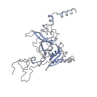 7025_6az3_B_v1-1
Cryo-EM structure of of the large subunit of Leishmania ribosome bound to paromomycin