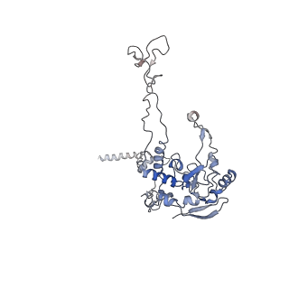 7025_6az3_C_v1-1
Cryo-EM structure of of the large subunit of Leishmania ribosome bound to paromomycin