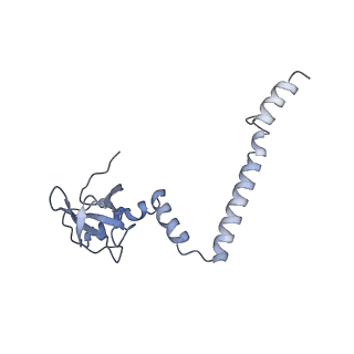 7025_6az3_K_v1-1
Cryo-EM structure of of the large subunit of Leishmania ribosome bound to paromomycin