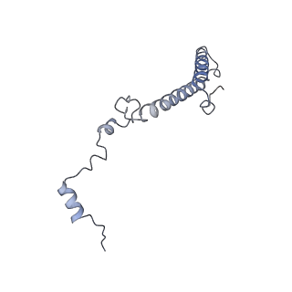 7025_6az3_a_v1-1
Cryo-EM structure of of the large subunit of Leishmania ribosome bound to paromomycin