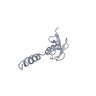 7025_6az3_o_v1-1
Cryo-EM structure of of the large subunit of Leishmania ribosome bound to paromomycin