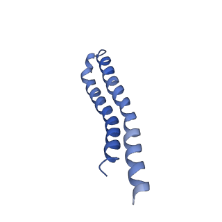 7036_6b2z_0_v1-5
Cryo-EM structure of the dimeric FO region of yeast mitochondrial ATP synthase