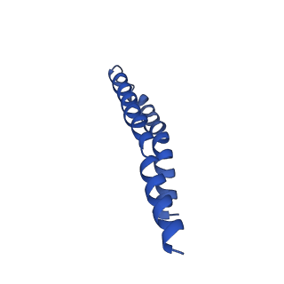 7036_6b2z_2_v1-5
Cryo-EM structure of the dimeric FO region of yeast mitochondrial ATP synthase