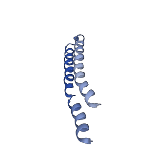 7036_6b2z_5_v1-5
Cryo-EM structure of the dimeric FO region of yeast mitochondrial ATP synthase