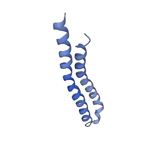 7036_6b2z_B_v1-5
Cryo-EM structure of the dimeric FO region of yeast mitochondrial ATP synthase