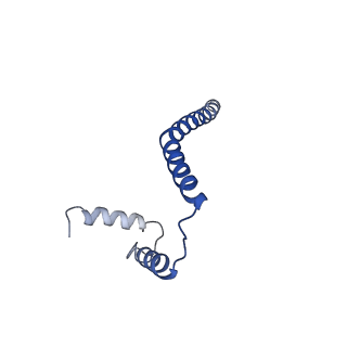 7036_6b2z_b_v1-4
Cryo-EM structure of the dimeric FO region of yeast mitochondrial ATP synthase