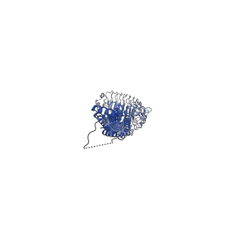 15836_8b41_A_v1-2
Structure of heteromeric LRRC8A/C (1:1 co-transfected) Volume-Regulated Anion Channel in complex with synthetic nanobody Sb1