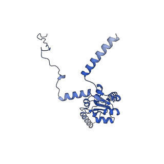 15860_8b5l_G_v1-1
Cryo-EM structure of ribosome-Sec61-TRAP (TRanslocon Associated Protein) translocon complex