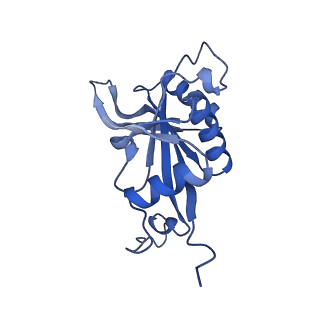 15860_8b5l_J_v1-1
Cryo-EM structure of ribosome-Sec61-TRAP (TRanslocon Associated Protein) translocon complex