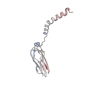 15860_8b5l_v_v1-1
Cryo-EM structure of ribosome-Sec61-TRAP (TRanslocon Associated Protein) translocon complex