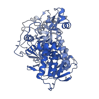 15866_8b6g_CA_v1-2
Cryo-EM structure of succinate dehydrogenase complex (complex-II) in respiratory supercomplex of Tetrahymena thermophila
