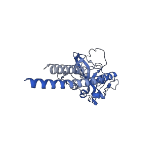 15867_8b6h_Dp_v1-2
Cryo-EM structure of cytochrome c oxidase dimer (complex IV) from respiratory supercomplex of Tetrahymena thermophila