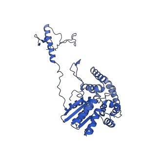 15867_8b6h_Dq_v1-2
Cryo-EM structure of cytochrome c oxidase dimer (complex IV) from respiratory supercomplex of Tetrahymena thermophila
