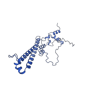 15867_8b6h_Eb_v1-2
Cryo-EM structure of cytochrome c oxidase dimer (complex IV) from respiratory supercomplex of Tetrahymena thermophila