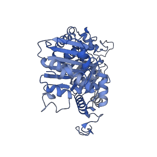 15868_8b6j_a_v1-2
Cryo-EM structure of cytochrome bc1 complex (complex-III) from respiratory supercomplex of Tetrahymena thermophila
