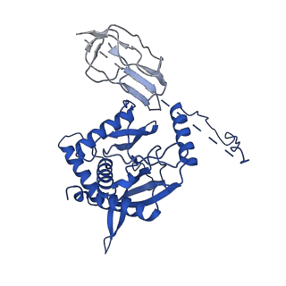 12104_7b9k_B_v1-1
Cryo-EM structure of the dihydrolipoyl transacetylase cubic core of the E. coli pyruvate dehydrogenase complex including lipoyl domains
