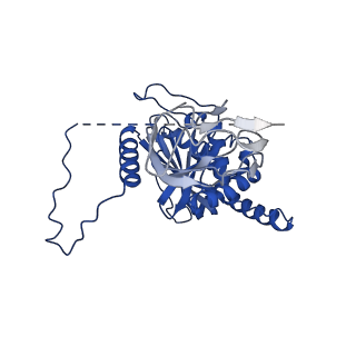 12104_7b9k_G_v1-1
Cryo-EM structure of the dihydrolipoyl transacetylase cubic core of the E. coli pyruvate dehydrogenase complex including lipoyl domains