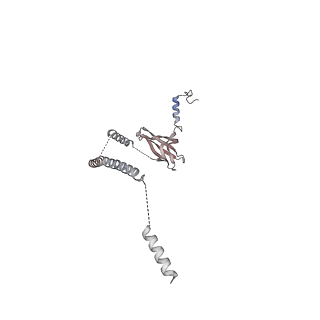 12106_7b9v_D_v1-2
Yeast C complex spliceosome at 2.8 Angstrom resolution with Prp18/Slu7 bound