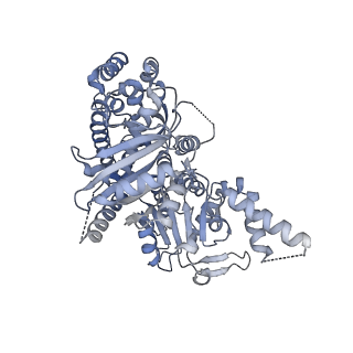 15309_8b9a_G_v1-1
S. cerevisiae replisome + Ctf4, bound by pol alpha primase. Complex engaged with a fork DNA substrate containing a 60 nucleotide lagging strand.