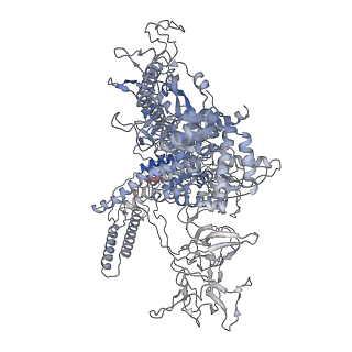 12157_7beg_D_v1-1
Structures of class I bacterial transcription complexes