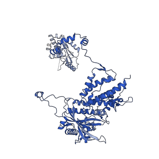 16013_8bf5_A_v1-1
Early transcription elongation state of influenza A/H7N9 polymerase stalled with incoming GTP analogue