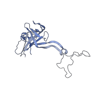 16031_8bgh_B_v1-0
Elongating E. coli 70S ribosome containing acylated tRNA(iMet) in the P-site and AAA mRNA codon in the A-site after uncompleted di-peptide formation