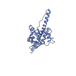 12189_7bhp_LF_v1-1
Cryo-EM structure of the human Ebp1 - 80S ribosome