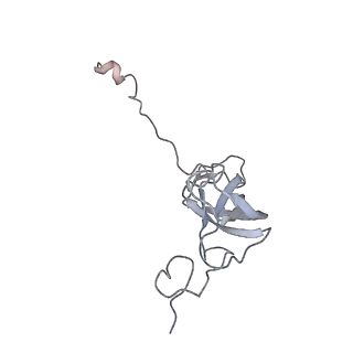 16048_8bh6_l_v1-1
Mature 30S ribosomal subunit from Staphylococcus aureus