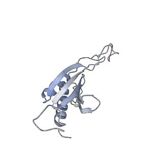 16052_8bhf_P3_v1-2
Cryo-EM structure of stalled rabbit 80S ribosomes in complex with human CCR4-NOT and CNOT4