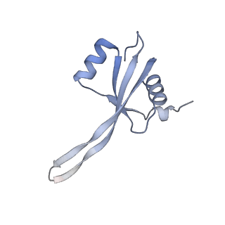 16057_8bhj_Q_v1-0
Elongating E. coli 70S ribosome containing deacylated tRNA(iMet) in the P-site and Am6AA mRNA codon with cognate dipeptidyl-tRNA(Lys) in the A-site