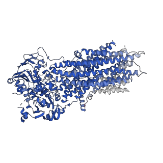 7099_6bhu_A_v1-5
Cryo-EM structure of ATP-bound, outward-facing bovine multidrug resistance protein 1 (MRP1)