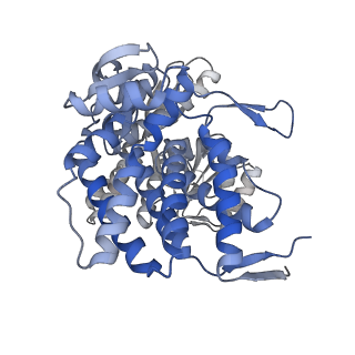16102_8bl7_D_v1-2
Structure of GroEL-nucleotide complex in ADP-like conformation plunged 13 ms after mixing with ATP