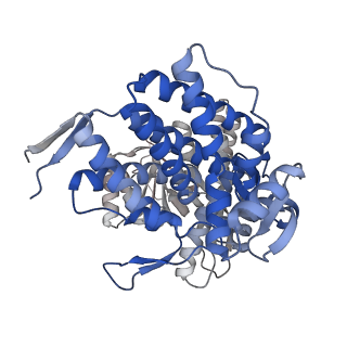 16109_8blf_A_v1-2
Structure of the GroEL(ATP7/ADP7) complex plunged 50 ms after mixing with ATP
